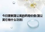 今日更新蒲公英的药用价值(蒲公英它有什么功效)