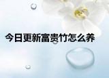 今日更新富贵竹怎么养