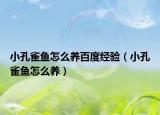 小孔雀鱼怎么养百度经验（小孔雀鱼怎么养）