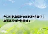 今日更新草莓什么时候种植最好（草莓几月份种植最好）