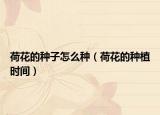 荷花的种子怎么种（荷花的种植时间）