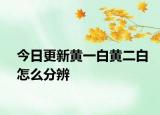 今日更新黄一白黄二白怎么分辨