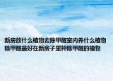 新房放什么植物去除甲醛室内养什么植物除甲醛最好在新房子里种除甲醛的植物