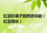 红豆杉果子的药效功能（红豆局长）