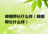 蟑螂卵长什么样（蟑螂卵长什么样）