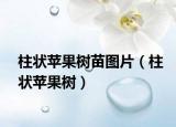 柱状苹果树苗图片（柱状苹果树）