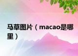 马草图片（macao是哪里）