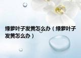 绿萝叶子发黄怎么办（绿萝叶子发黄怎么办）