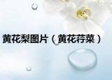 黄花梨图片（黄花荇菜）