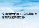 今日更新室内君子兰怎么养殖(室内君子兰的养殖方法)