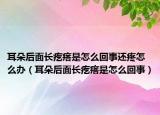 耳朵后面长疙瘩是怎么回事还疼怎么办（耳朵后面长疙瘩是怎么回事）