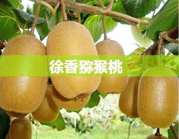 中国种植猕猴桃5大产地，品种不一，你的家乡种了吗？