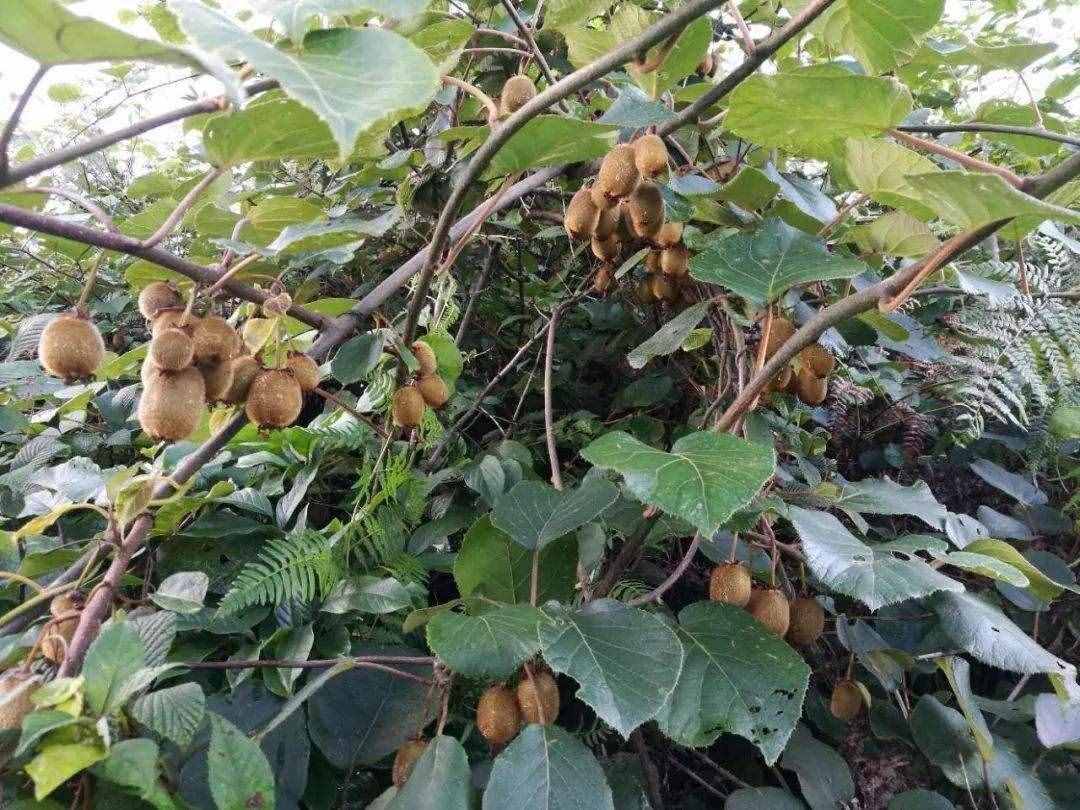 中国种植猕猴桃5大产地，品种不一，你的家乡种了吗？