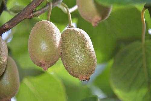 中国种植猕猴桃5大产地，品种不一，你的家乡种了吗？