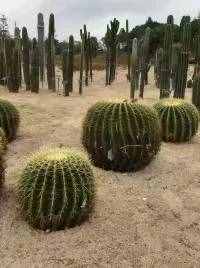 东莞免费开放的植物园，来看看景色到底有多美