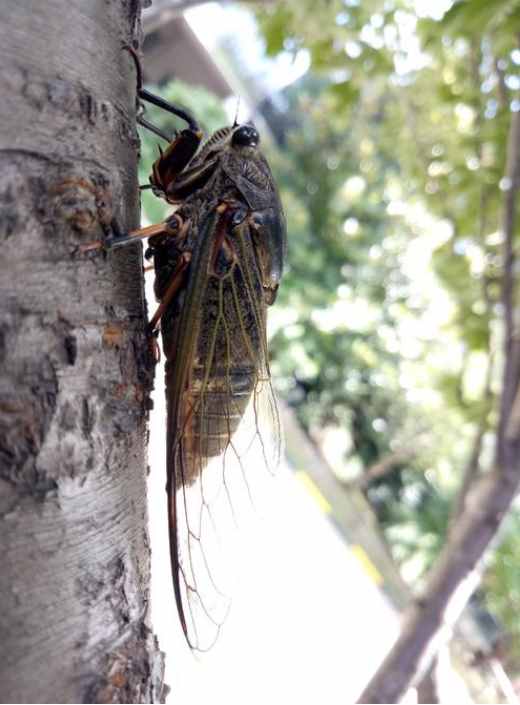 「诗词鉴赏」15首吟咏蝉的诗词，让人感受别样韵味