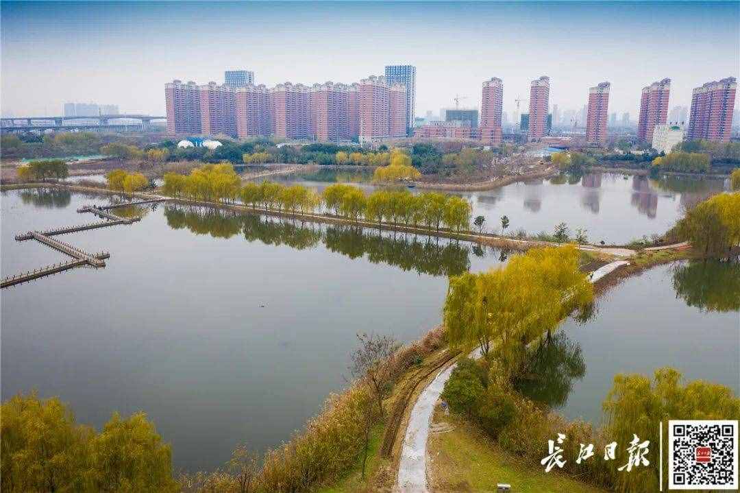 全面开工！武汉中心城区将出现一座“竹公园”