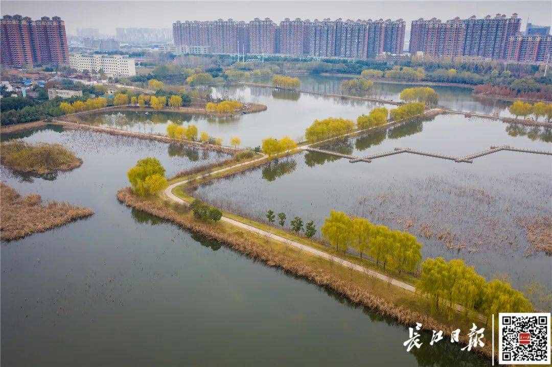 全面开工！武汉中心城区将出现一座“竹公园”