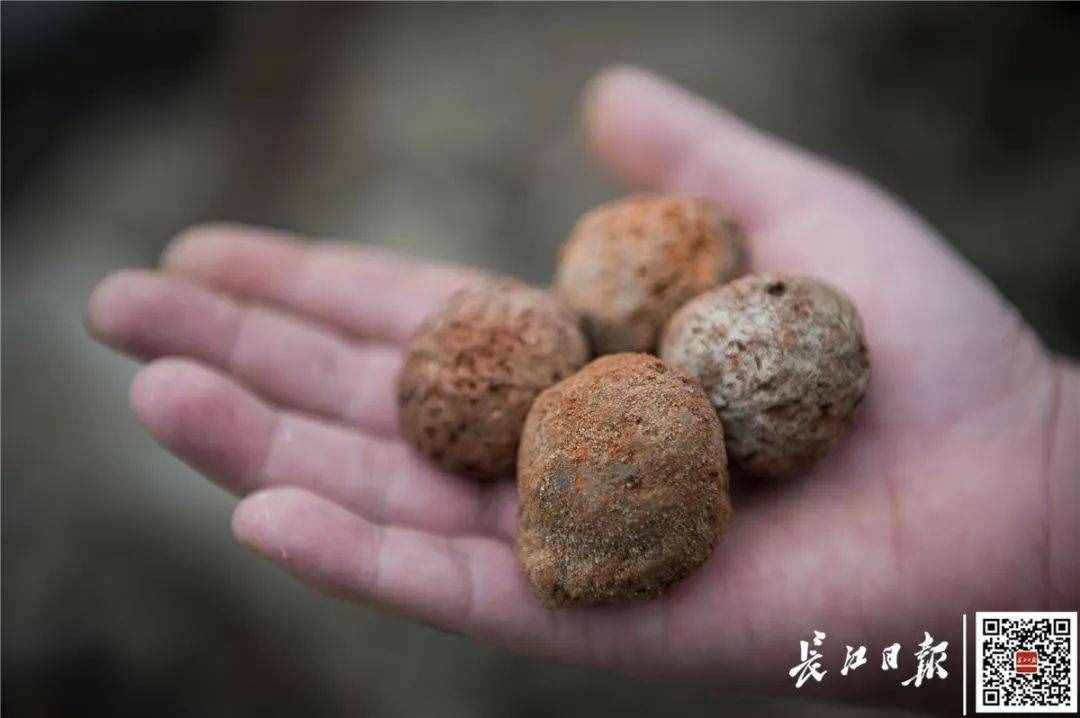 全面开工！武汉中心城区将出现一座“竹公园”