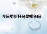 今日更新籽乌是鱿鱼吗