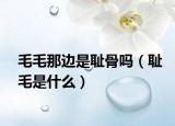 毛毛那边是耻骨吗（耻毛是什么）
