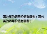 蒲公英的药用价值有哪些（蒲公英的药用价值有哪些）
