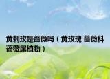 黄刺玫是蔷薇吗（黄玫瑰 蔷薇科蔷薇属植物）