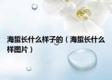 海蜇长什么样子的（海蜇长什么样图片）
