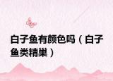 白子鱼有颜色吗（白子 鱼类精巢）