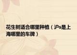 花生树适合哪里种植（沪s是上海哪里的车牌）