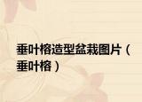 垂叶榕造型盆栽图片（垂叶榕）