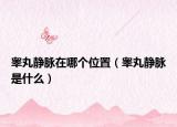 睾丸静脉在哪个位置（睾丸静脉是什么）