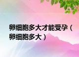 卵细胞多大才能受孕（卵细胞多大）