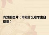 青雉的图片（青稚什么意思出自哪里）