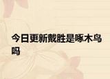 今日更新戴胜是啄木鸟吗