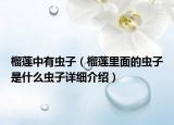 榴莲中有虫子（榴莲里面的虫子是什么虫子详细介绍）