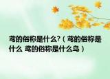 鸢的俗称是什么?（鸢的俗称是什么 鸢的俗称是什么鸟）