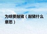 为啥要敲猪（敲猪什么意思）