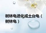树林龟进化成土台龟（树林龟）