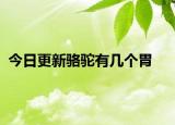 今日更新骆驼有几个胃