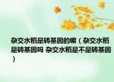杂交水稻是转基因的嘛（杂交水稻是转基因吗 杂交水稻是不是转基因）
