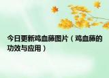 今日更新鸡血藤图片（鸡血藤的功效与应用）