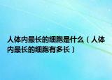 人体内最长的细胞是什么（人体内最长的细胞有多长）