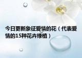 今日更新象征爱情的花（代表爱情的15种花卉绿植）