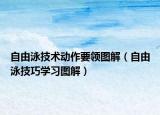 自由泳技术动作要领图解（自由泳技巧学习图解）