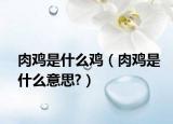 肉鸡是什么鸡（肉鸡是什么意思?）