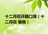 十二月花开顺口溜（十二月花 植物）