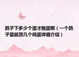 鸽子下多少个蛋才抱蛋呢（一个鸽子蛋能顶几个鸡蛋详细介绍）