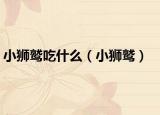 小狮鹫吃什么（小狮鹫）