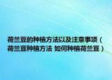 荷兰豆的种植方法以及注意事项（荷兰豆种植方法 如何种植荷兰豆）
